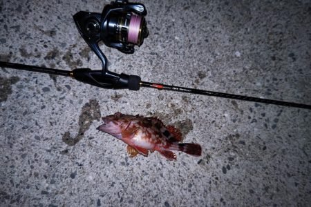 ライトゲームとエギング