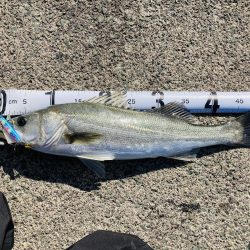 2025年一発目はシーバス