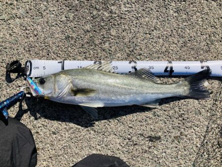 2025年一発目はシーバス