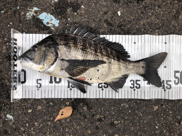 イチノ兄弟、釣果!