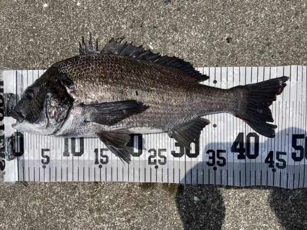 イチノ兄弟、釣果!