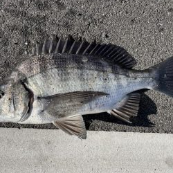 イチノ兄弟、釣果!