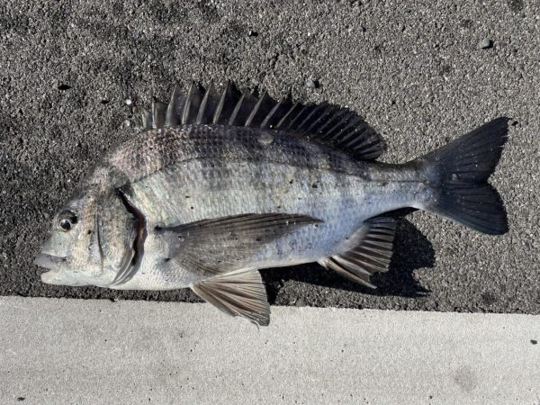 イチノ兄弟、釣果!