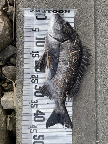 イチノ兄弟、釣果!