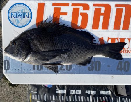 チヌフカセ釣り