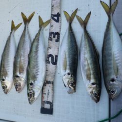 今年初釣りで特選サワラ!