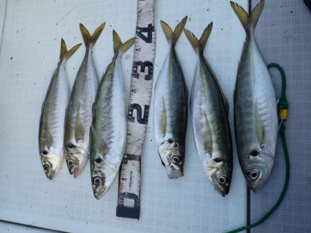 今年初釣りで特選サワラ!