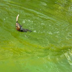 八尾の久宝寺でプールトラウト