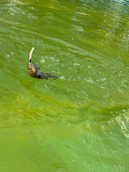 八尾の久宝寺でプールトラウト