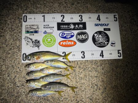 2025年鯵ing初め🎣&…