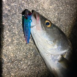 シーバスフィッシング