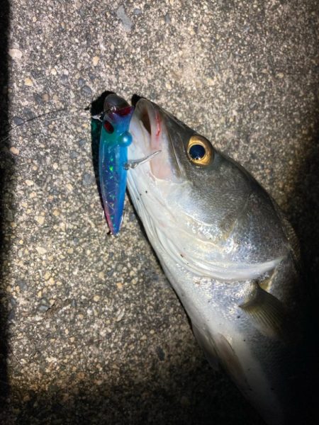 シーバスフィッシング