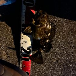 根魚ライトゲーム