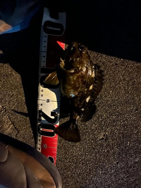 根魚ライトゲーム