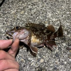 メバルいないかなー？