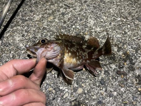 メバルいないかなー？