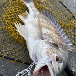 ヘチってきました