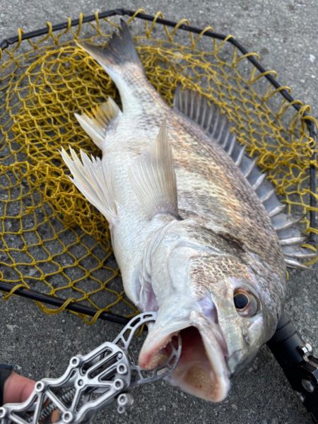 ヘチってきました