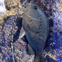 地磯でクロ釣り