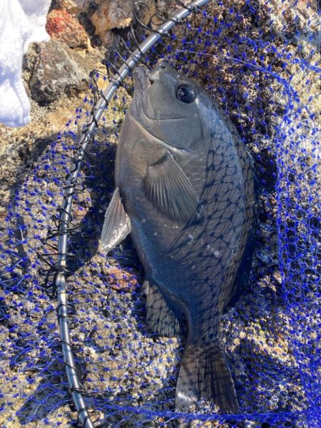 地磯でクロ釣り