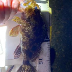 ハッピーニューイヤーは新釣法で!