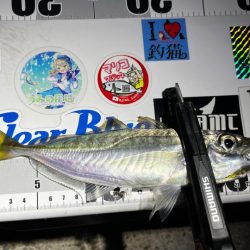 シーズンラストアジング？