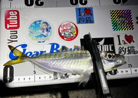 シーズンラストアジング？