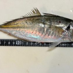 鯵を探して三千里 Vol.93