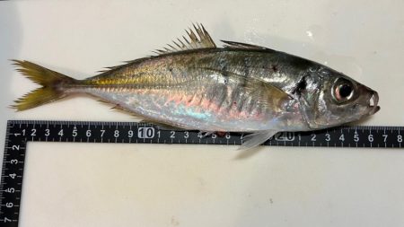 鯵を探して三千里 Vol.93