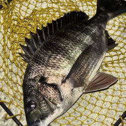 ヘチってきました