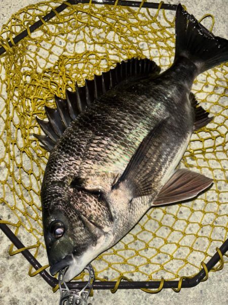 ヘチってきました