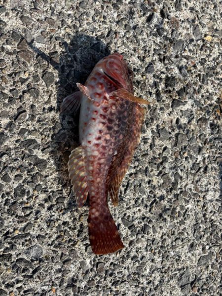 あけおめ小浦一文字