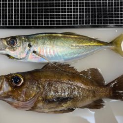 爆風強行釣行！