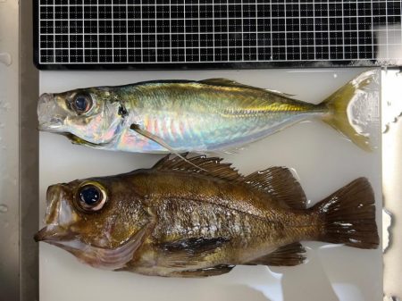 爆風強行釣行！