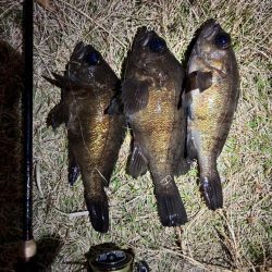 早朝メバリング