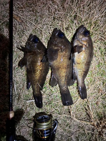 早朝メバリング