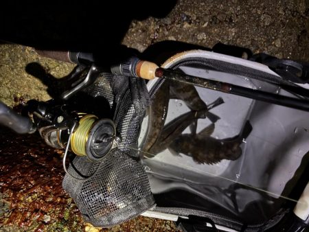 今年の初プラグ釣果