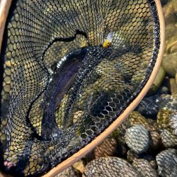 北方マス釣り場へ