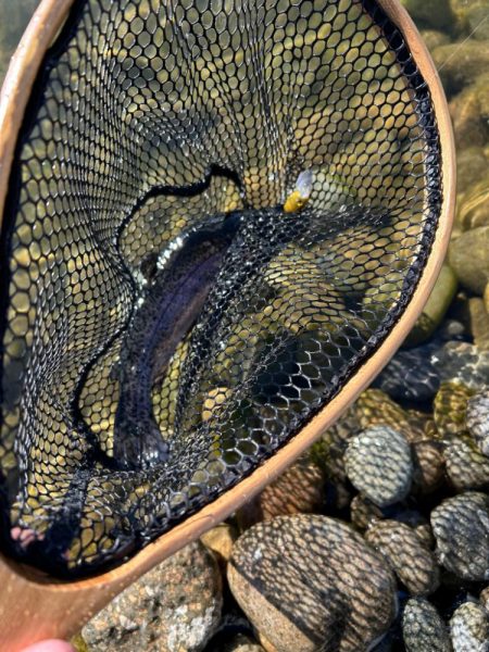 北方マス釣り場へ