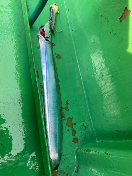 初釣りは船タチウオ