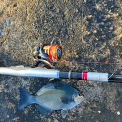 磯フカセ釣り