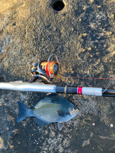 磯フカセ釣り