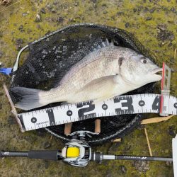 生命感がすごい淀川