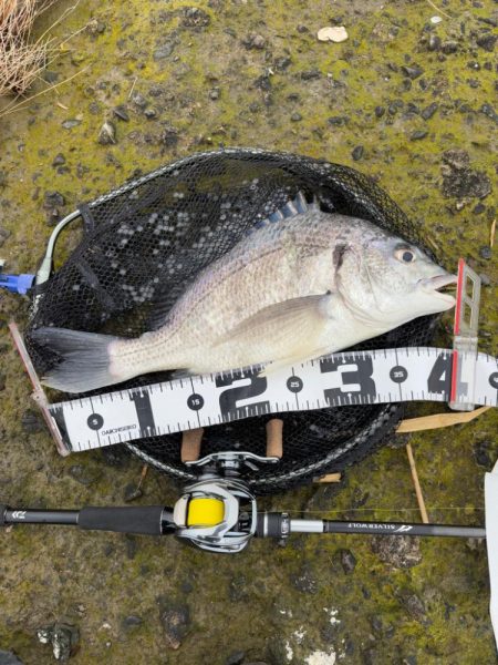 生命感がすごい淀川