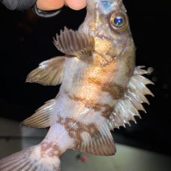メバル⑤