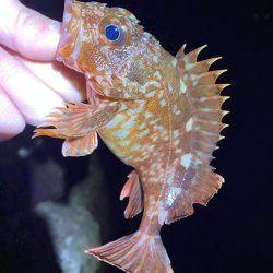 急激な冷え込みもガシラは元気いっぱい