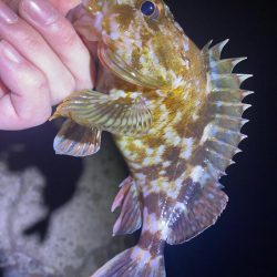 メバルを探して…