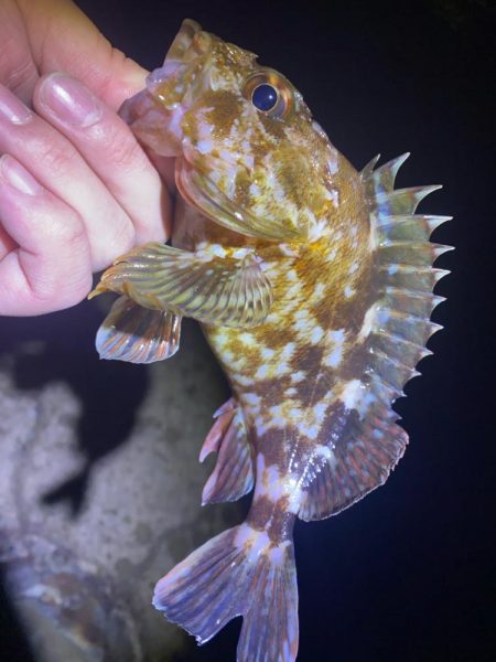 メバルを探して…