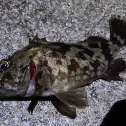 ガシリング釣れました♪