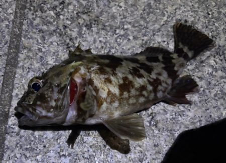 ガシリング釣れました♪